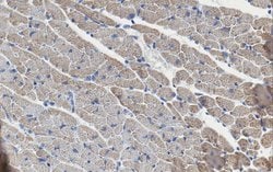 PD-L1 B7-H1, Armenian Hamster anti-Mouse, Clone: 10B5, Millipore Sigma:Antibodies:Primary